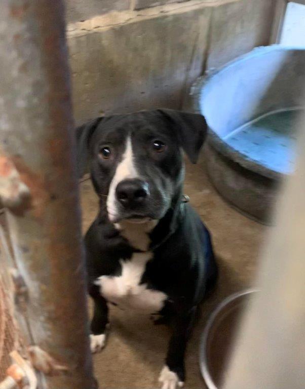 Should I Put My Dog Up For Adoption